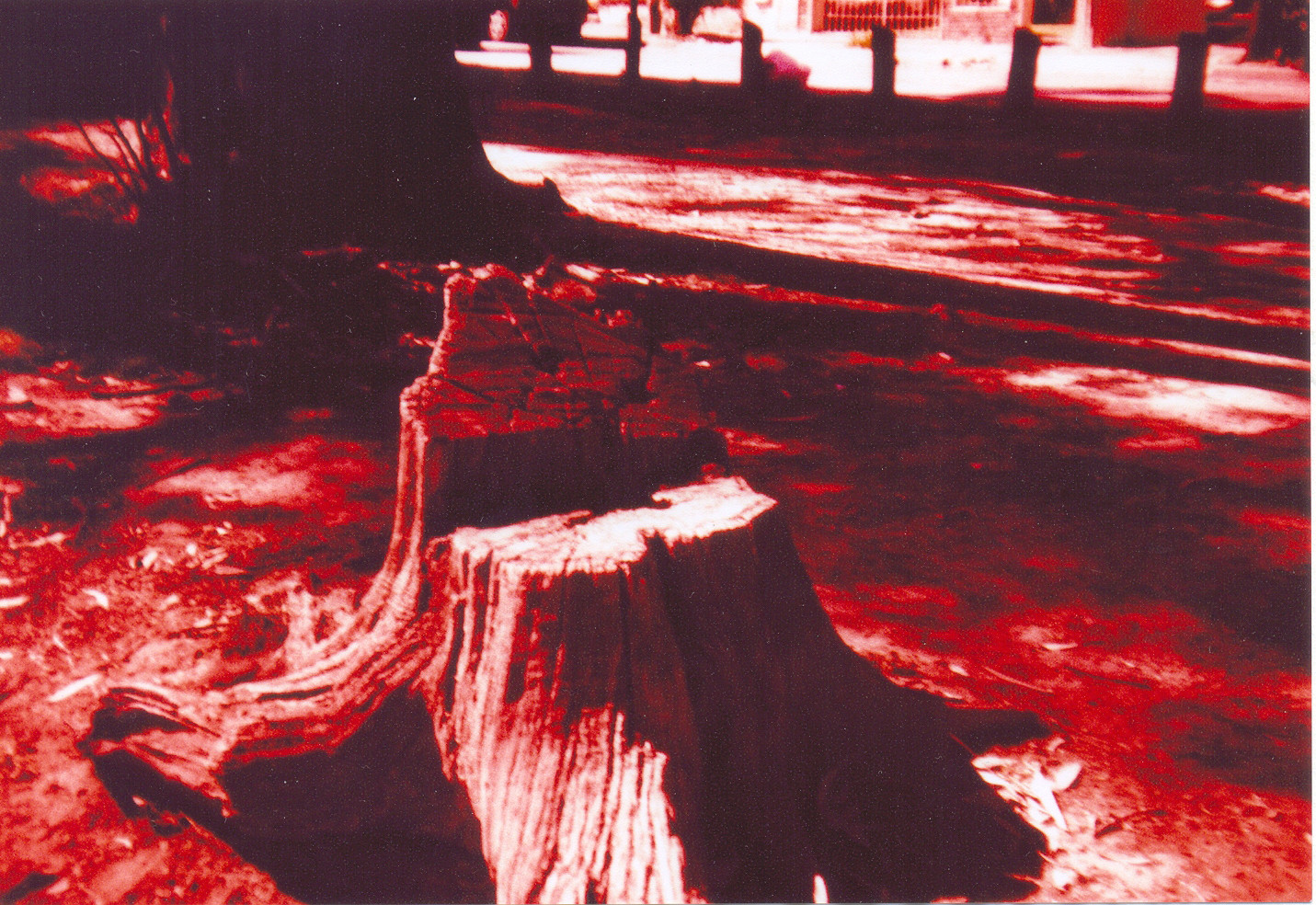 lomography