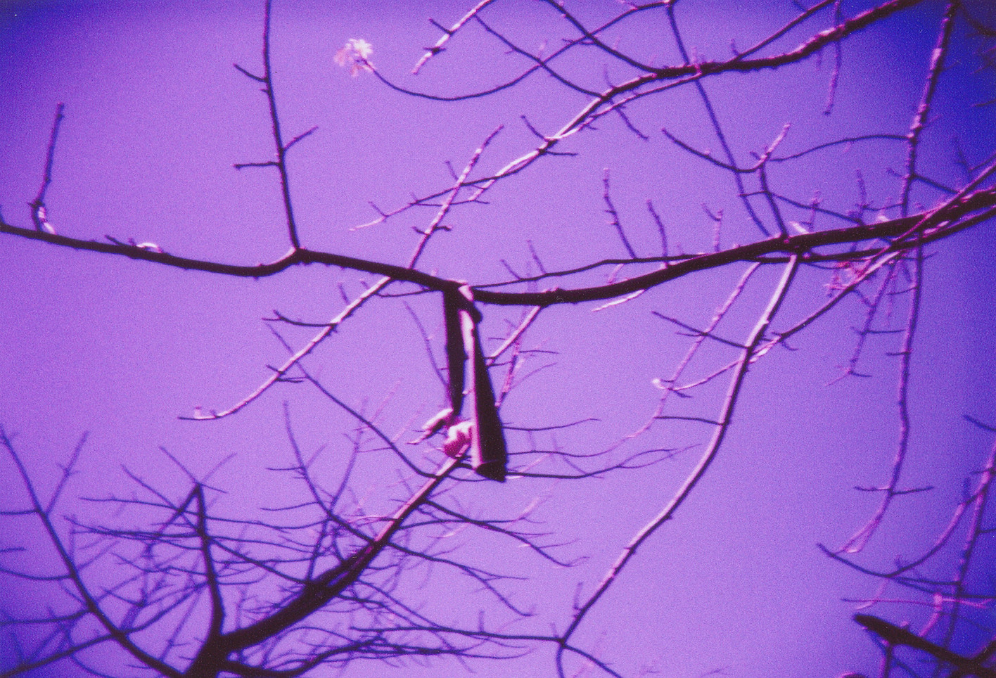 lomography
